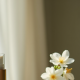 Serenity Essence: Jasmine & Neroli Room Spray
